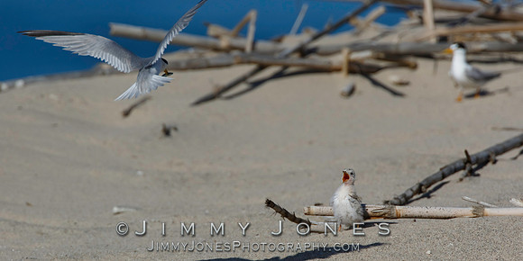 Least Tern Chick Getting Fed