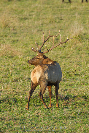 7x7 Bull Tule Elk Mating