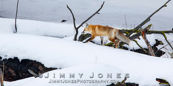 Red Fox