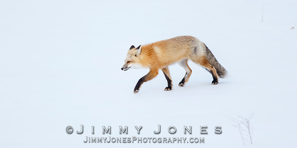 Red Fox