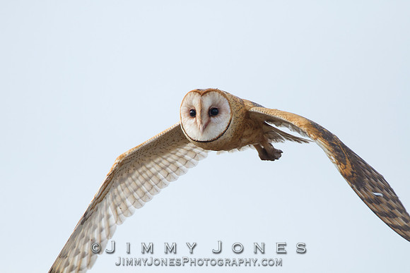 Barn Owl