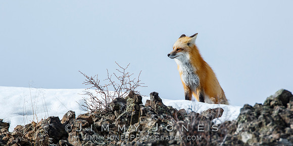 Red Fox
