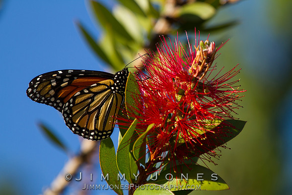 Monarch Butterfly