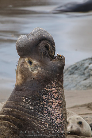 Elephant Seal - CS/P0598
