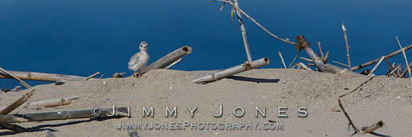 Least Tern Chick