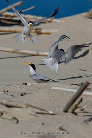 Least Terns