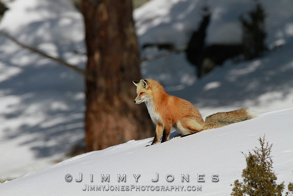 Red Fox
