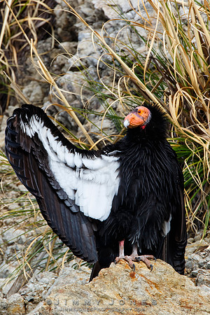 California Condor #57