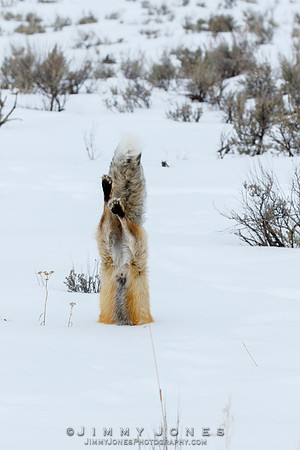Red Fox Leap