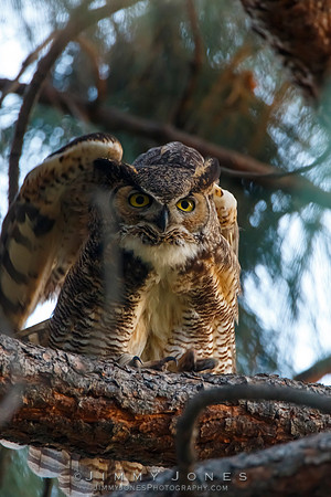 Great Horned Owl