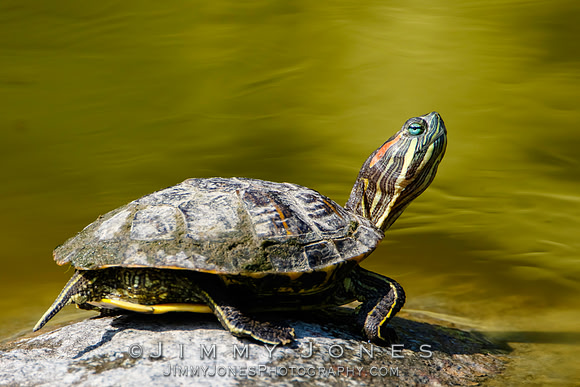 Red-eared slider