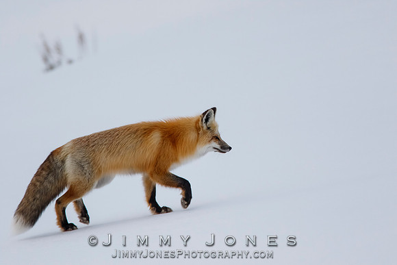 Red Fox