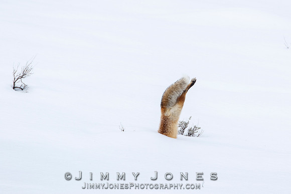 Red Fox Leap