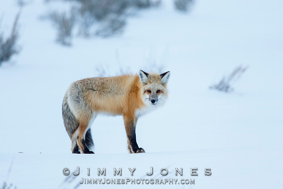 Red Fox