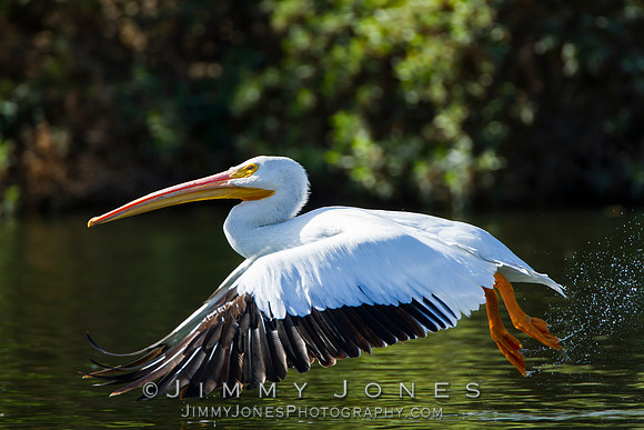 White Pelican