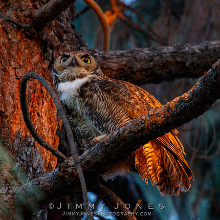 Great Horned Owl
