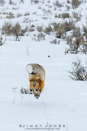 Red Fox Leap