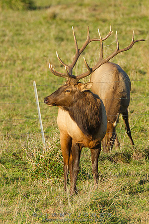 7x7 Bull Tule Elk