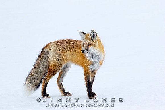 Red Fox