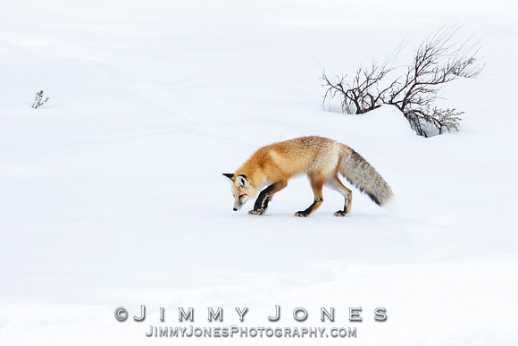 Red Fox