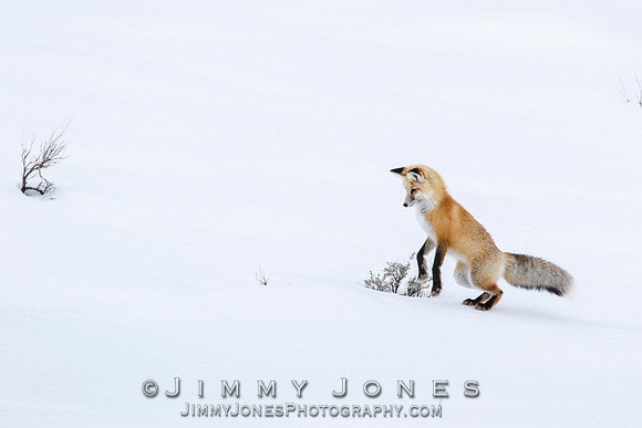 Red Fox Leap