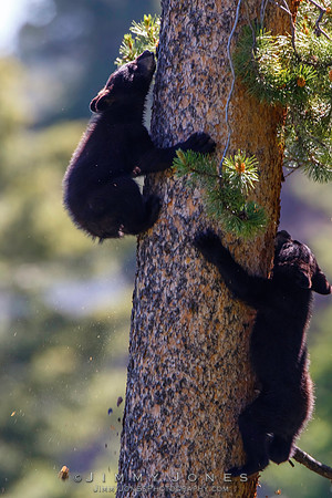 Black Bear Cubs Escape