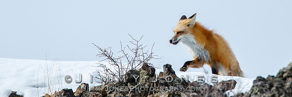 Red Fox