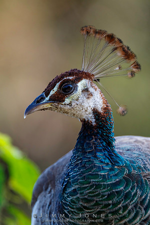Peafowl