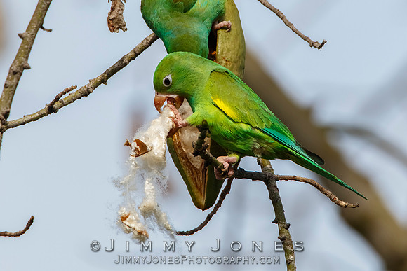 Yellow-Chevroned Parakeets