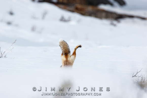 Red Fox Leap