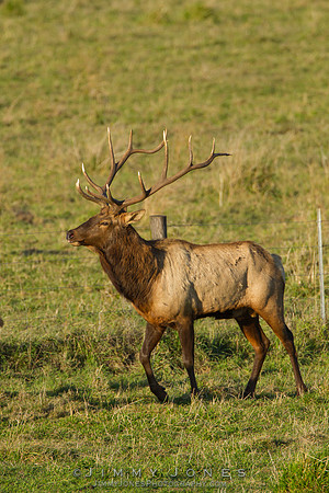7x7 Bull Tule Elk