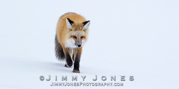Red Fox