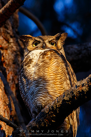 Great Horned Owl