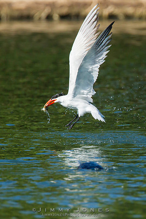 Elegant Tern