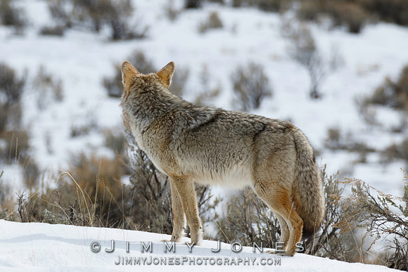 Coyote