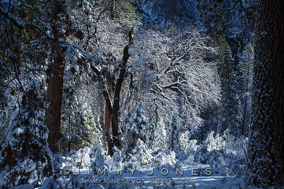 Wandering Snow Ghosts