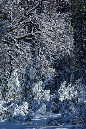 Wandering Snow Ghosts