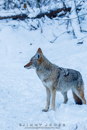 Coyote