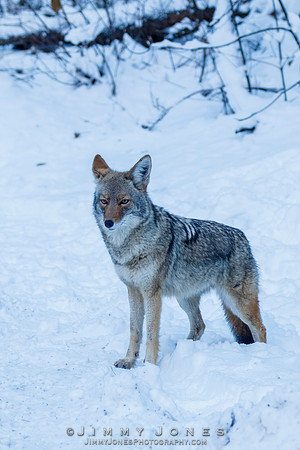 Coyote