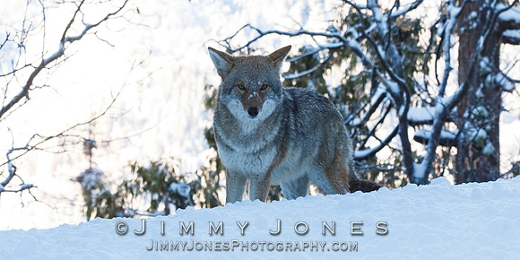 Coyote