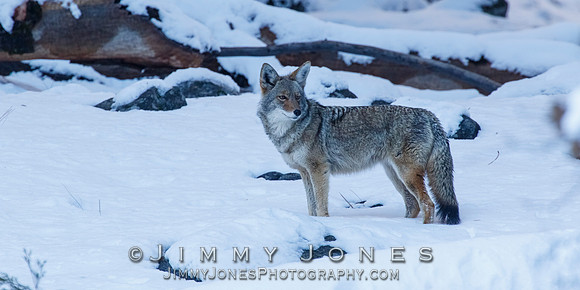 Coyote