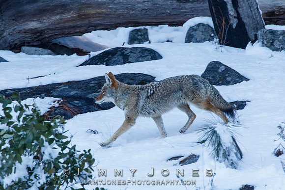 Coyote