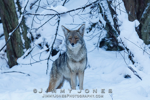 Coyote