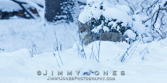 Coyote
