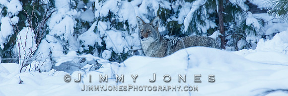 Coyote