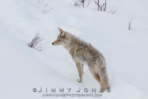 Coyote