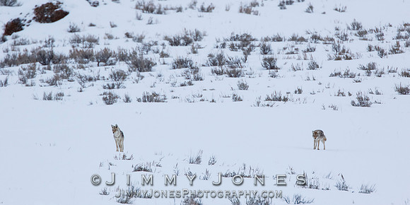 Coyotes