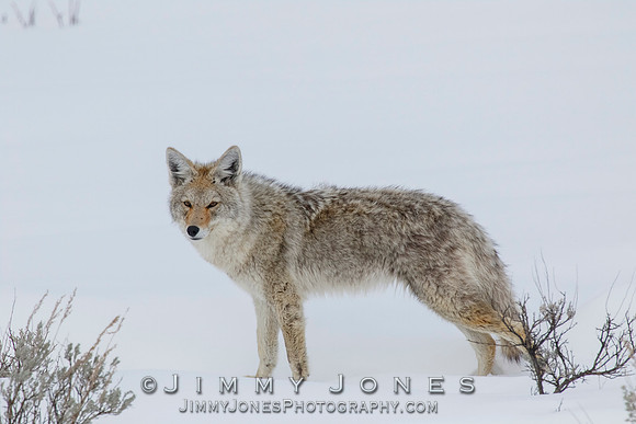 Coyote