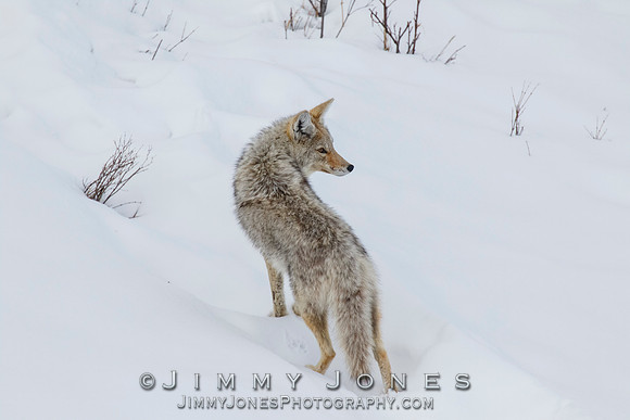 Coyote