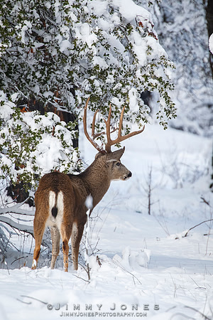 Mule Deer Buck